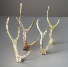 Whole sika stag for sale  HEREFORD