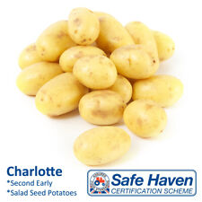 Charlotte seed potatoes for sale  DONCASTER