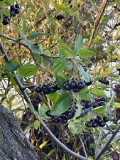 Black Chokeberry (Aronia melanocarpa), Escolha quantas sementes! comprar usado  Enviando para Brazil