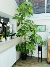 Cheese plant 12ft for sale  KING'S LYNN
