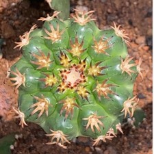 Piante succulente cactus usato  Spedire a Italy