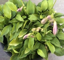 Hosta laterna magica gebraucht kaufen  Sömmerda