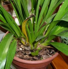 Cymbidium orion orchid for sale  Fairfield