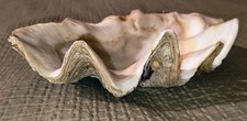 Gigas tridacna bruguière usato  Massa