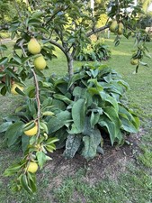 Comfrey plants bocking for sale  LONGFIELD