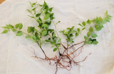 Live rooted bittersweet for sale  Oxford