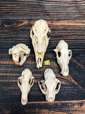 Real lot animal for sale  Java