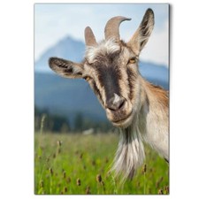 Cheeky billy goat for sale  SELBY