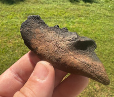 RARO LOBO TERRÍVEL EXTINTO ENÓCIÃO DIRUS FÓSSIL MANDÍBULA OSSO ERA DO GELO MAMÍFERO CARNÍVORO comprar usado RARO LOBO TERRÍVEL EXTINTO ENÓCIÃO DIRUS FÓSSIL MANDÍBULA OSSO ERA DO GELO MAMÍFERO CARNÍVORO comprar usado  Enviando para Brazil