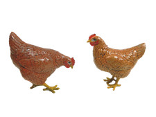Galline per pastori usato  Napoli