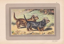 1931 dandie dinmont for sale  BIDEFORD