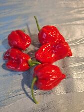 Naga chilli seeds for sale  CAMBRIDGE