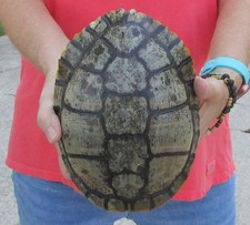 Red eared slider for sale  Saint Augustine