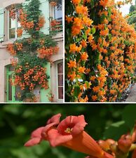 Trumpet vine campsis for sale  BROCKENHURST