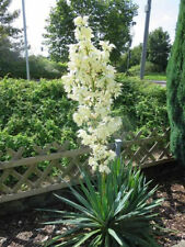 Palmlilie yucca filamentosa gebraucht kaufen  Memmingen