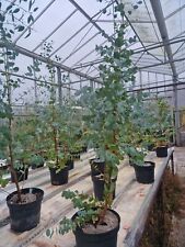 Eucalyptus urnigera urn for sale  PRESTON