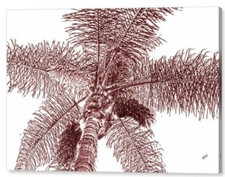 Looking palm tree for sale  High Point