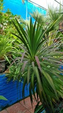 Yucca desmetiana 1litre for sale  SEVENOAKS