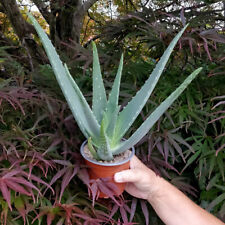 Large aloe vera for sale  LEIGH