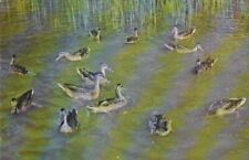 Wild ducks northern for sale  Apple Valley