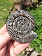 Wow dactylioceras ammonite for sale  REDCAR