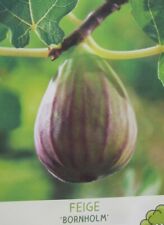 Ficus carica bornholmes gebraucht kaufen  Wuppertal