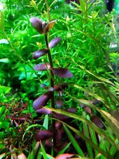 Stem rare bacopa for sale  SHEFFIELD