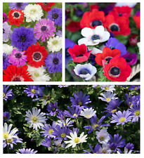 Anemone collection bulbs for sale  CRAWLEY