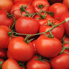Tomato moneymaker plug for sale  WOODBRIDGE