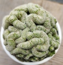 Mammillaria microthele cristat for sale  Indianapolis