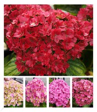 Stufen hortensie together gebraucht kaufen  Bensheim