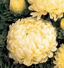 Aster seeds peony for sale  LONDON