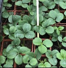 Plants fraisier choix d'occasion  Vals-les-Bains