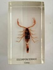 Insecte inclusion résine d'occasion  Agde
