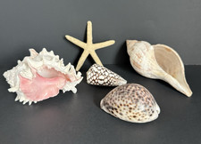 Sea shell collection for sale  Newark
