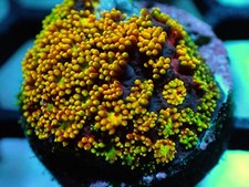 Wysiwyg rainbow bernardpora for sale  EDENBRIDGE