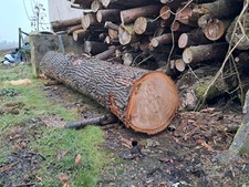 Eichenstamm grün gebraucht kaufen  Lonnerstadt