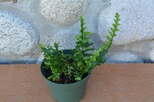 Extremely rare lecanopteris for sale  Roseburg
