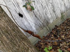 Browning wasp recurve for sale  Metamora