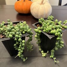 String pearls senecio for sale  Munster