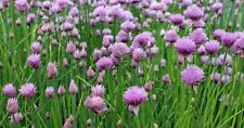 Common chives seeds for sale  Deltona