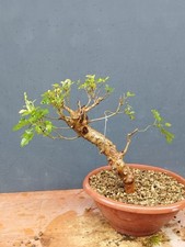 Bonsai frassino robusta usato  Pagani