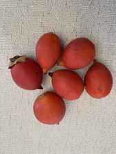 palm plant large for sale palm plant large for sale Fort Pierce