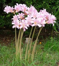 Bare root bulbs d'occasion  Expédié en Belgium