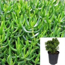 Crassula miniature pine for sale  Modesto