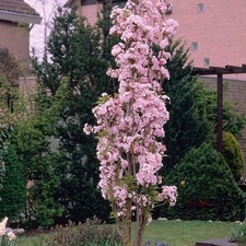 Prunus amanogawa flagpole for sale  SOUTHAMPTON