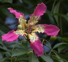 Ceiba speciosa seeds for sale  Venice