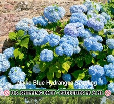 shrub hydrangea for sale shrub hydrangea for sale Mcminnville
