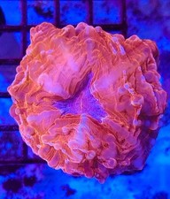 Red cynarina coral for sale  Placentia