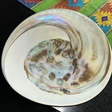 Large murano fossil for sale  Salt Lake City